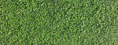 Microclover Natural Alternative Lawn Seed